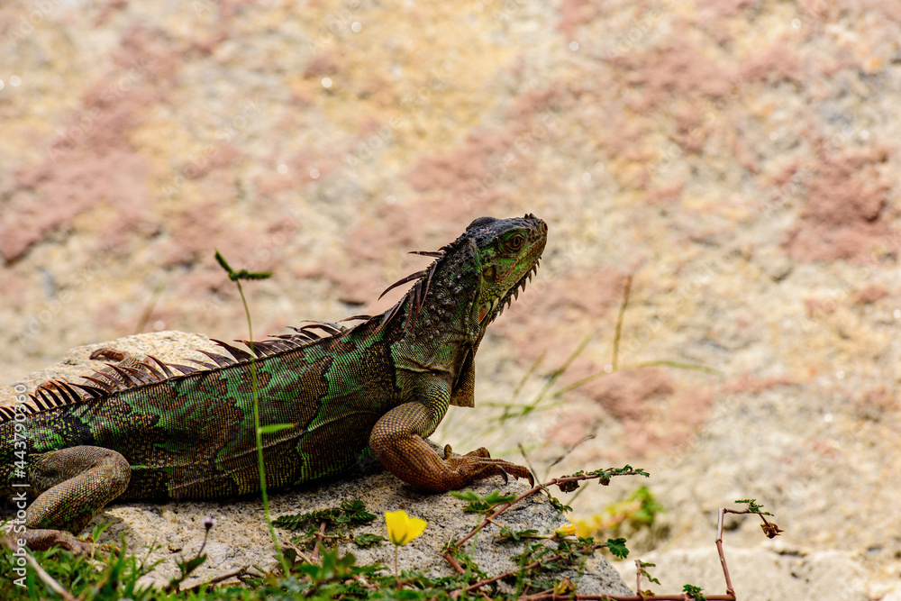 Green iguana, Lizard reptile in the genus Iguana in the iguana family. And in the subfamily Iguanidae. Iguana lizard on a stone. Green iguana, Lizard reptile in the genus Iguana in the iguana family. And in the subfamily Iguanidae. Iguana lizard on a stone.