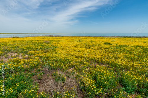 Jacobaea vulgaris or Senecio jacobaea yellow filed in Volgograd region, Russia Beatiful landscapes ragwort or common ragwort or stinking willie or tansy ragwort or benweed. Bolsoi liman