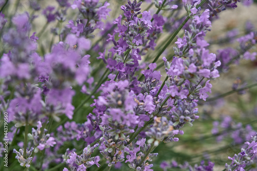 Blooming plant lavender with violet flowers. Lavandula angustifolia