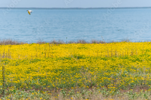 Jacobaea vulgaris or Senecio jacobaea yellow filed in Volgograd region, Russia Beatiful landscapes ragwort or common ragwort or stinking willie or tansy ragwort or benweed. Bolsoi liman