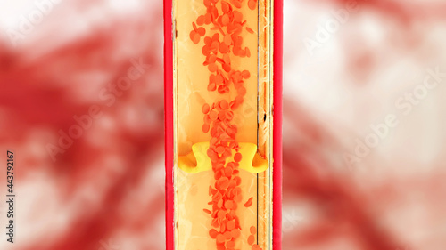 Leg vein anatomy, venous valve function, blood flow, erythrocytes, human anatomy, 3d illustration