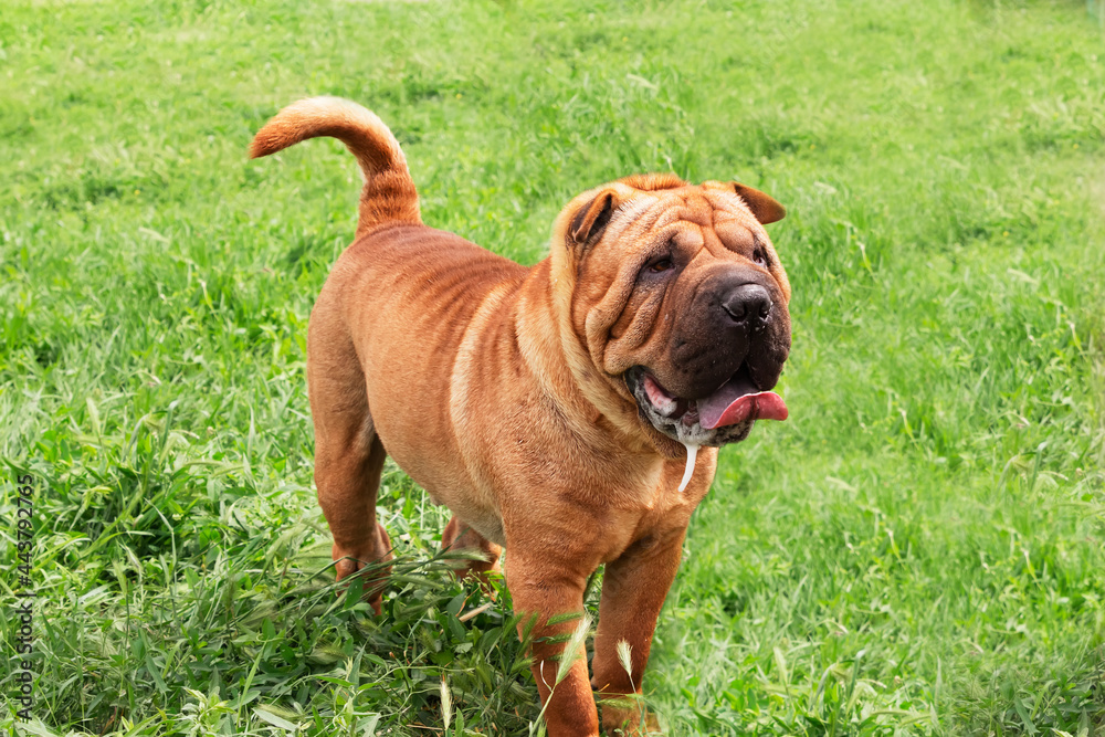 red-haired Shar Pei dog on a green field. Pet for a walk. Pedigree breeding of purebred dogs for home. Care and education of pets. Shar Pei puppy