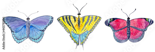 Canvas Print Hand drawn watercolor set of einsect beautiful exotic butterfly