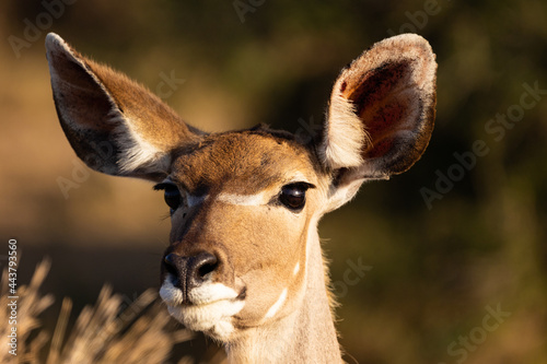kudu cow on high alert photo