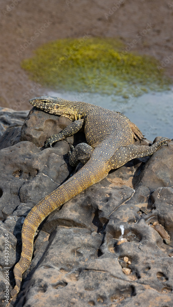 Large water monitor lizard warming up Large water monitor lizard warming up