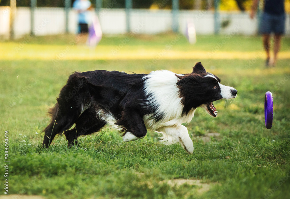 Dog sport border collie running 