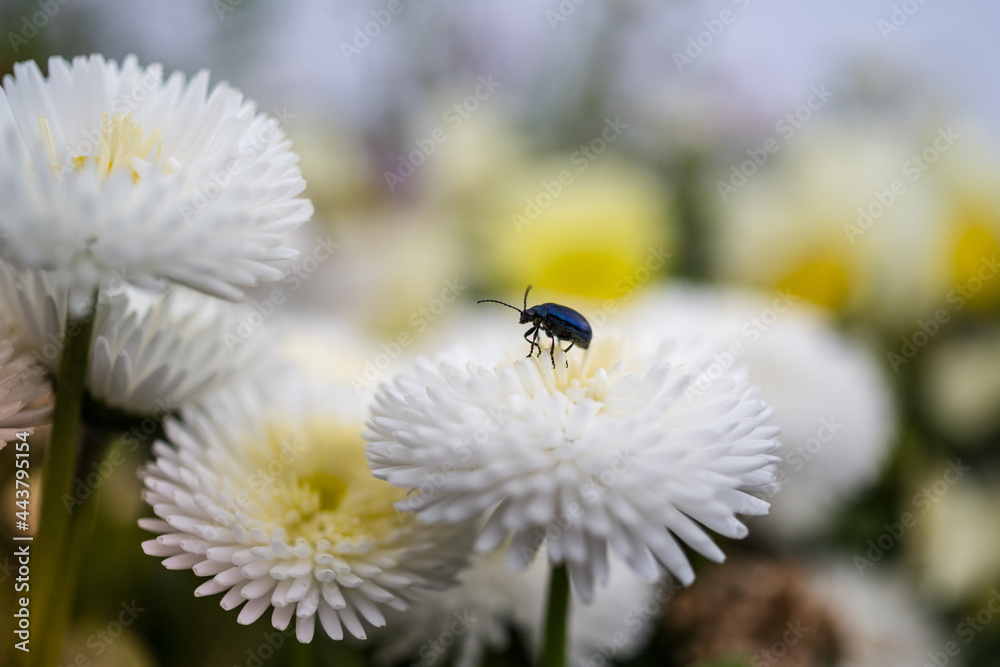 Fototapeta premium bug on a flower