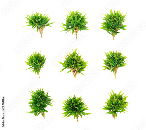 Phyllostachys aurea bamboo leaves isolated on white background