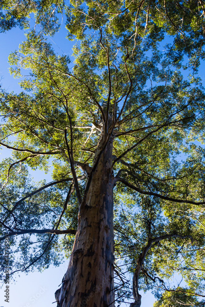 オーストラリア　ペンバートンのカリの木