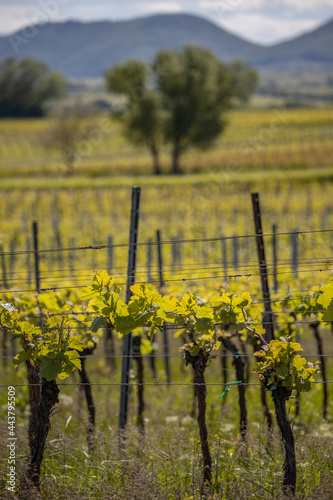 blühende Weinrebe in Landschaft mit Weinbergen