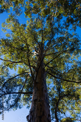 オーストラリア ペンバートンのカリの木