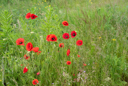 beautiful field of red poppies