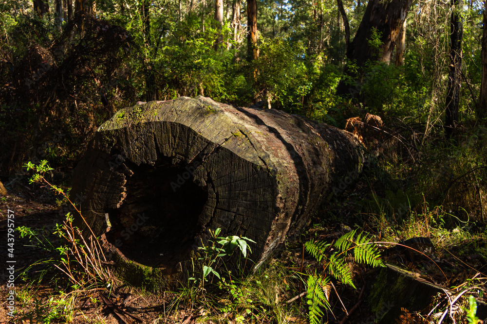 Obraz premium オーストラリア ペンバートンのカリの森