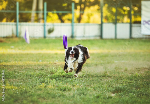 Dog sport running after toy border collie
