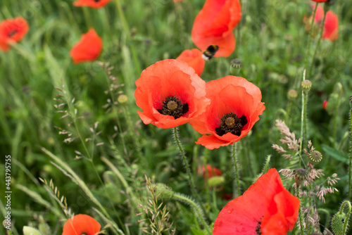 beautiful field of red poppies