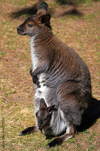 View of a furry Australian wallaby mother with a baby joey in her pouch