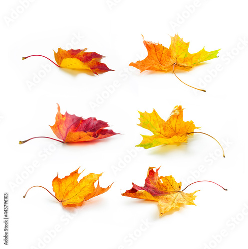 Set of dry colorful natural curved  autumn maple leaves  in yellow, orange, burgundy colors on white background with light shadow, side view.