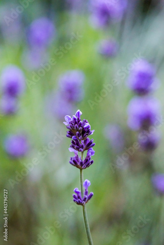 Close up of a purple lavender flower  