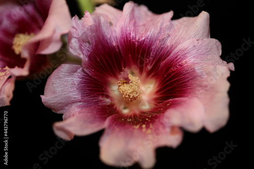 Purple wild flower blossom close up background alcea rosea family malvaceae high quality big size print photo