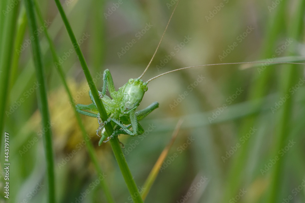 Juvenile bush cricket (Tettigonia sp.) on a blade of grass Juvenile bush cricket (Tettigonia sp.) on a blade of grass