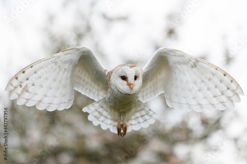 Barn owl (Tyto alba) flying in an orchard in spring. Pink flower background. Noord Brabant in the Netherlands.