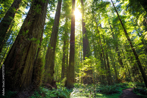 Sunset Views in the Founders Redwood Grove, Humbolt Redwoods State Park, California © Stephen