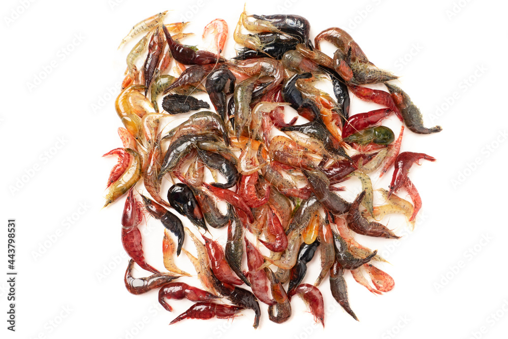 Obraz premium small shrimp isolated on white background