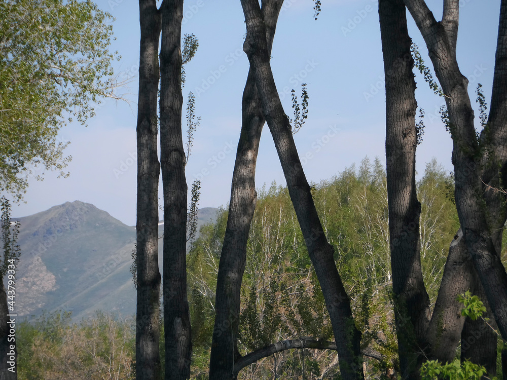 Beautiful landscape. Big poplars. Cottonwood trees. Poplar trees. Poplar grove.