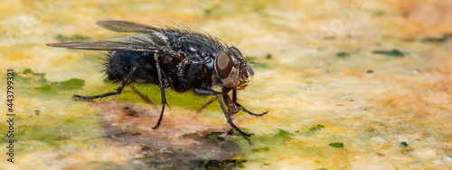 banner with big fly on a green surface. Hygene concept photo