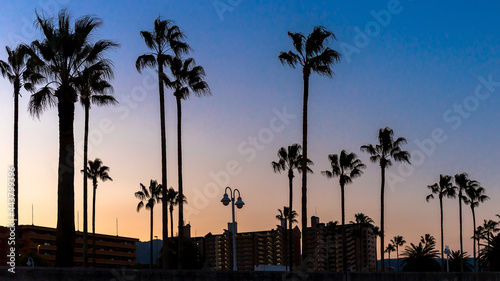 The silhouette of tall palm trees against the background of mountains and the sunset sky