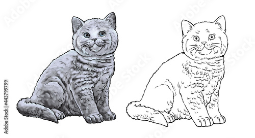 Cute kittens for coloring. Template for a coloring book with little cats. Britain cat. British Shorthair. 