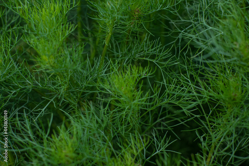 tekstura zielona trawa