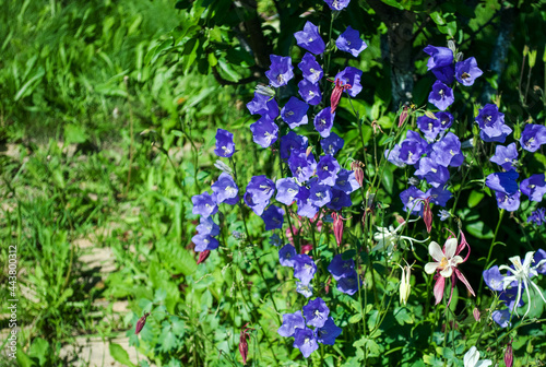 blue and white flowers