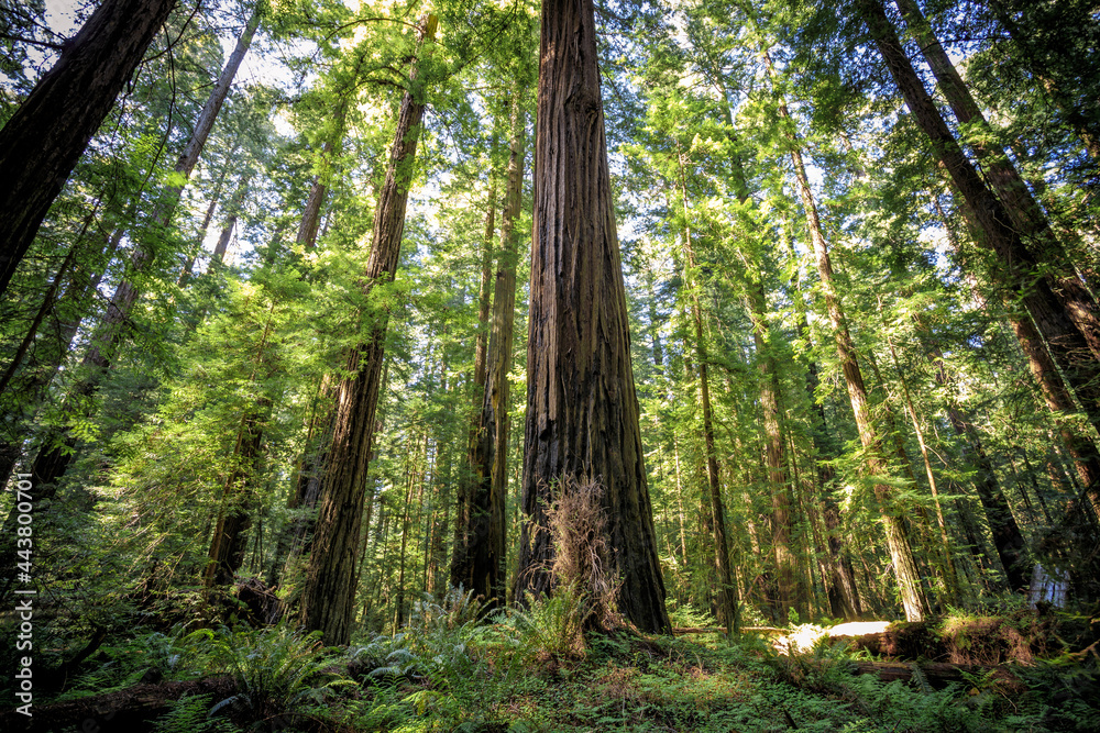 Sunset Views in the Founders Redwood Grove, Humbolt Redwoods State Park, California Sunset Views in the Founders Redwood Grove, Humbolt Redwoods State Park, California