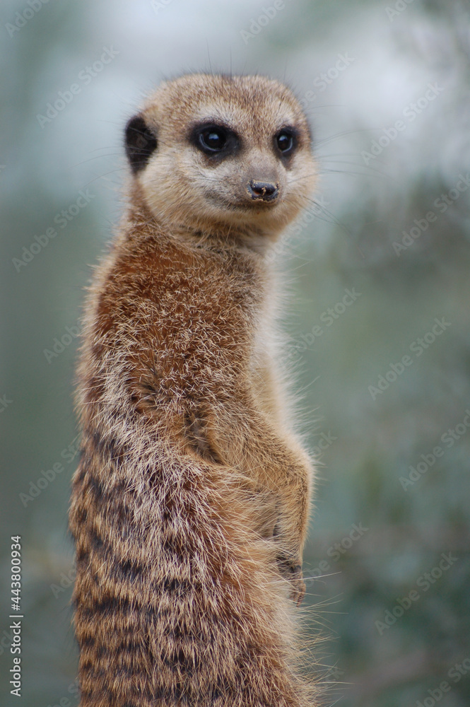 Fototapeta premium Erdmännchen
