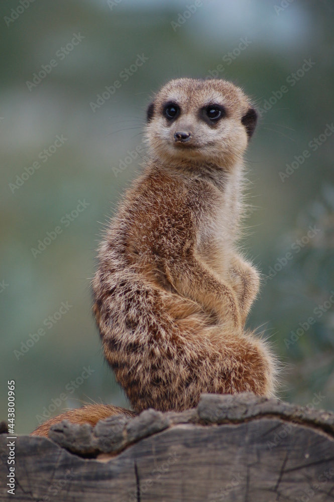 Erdmännchen Erdmännchen