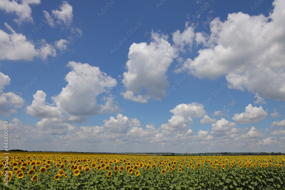 Sunflower fields for rustic background. Sunflower fields for rustic background.