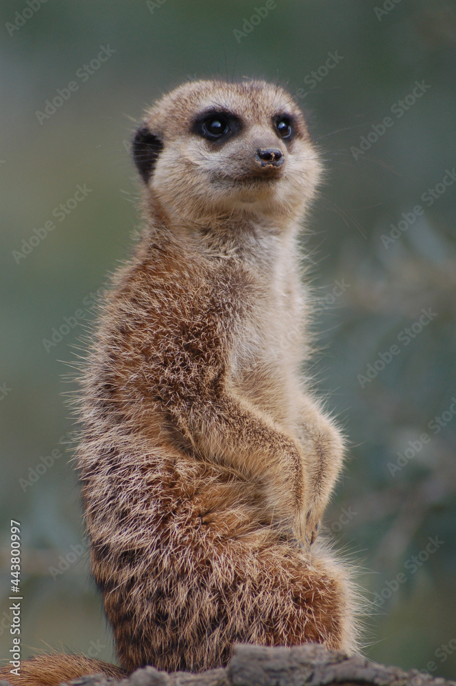 Fototapeta premium Erdmännchen