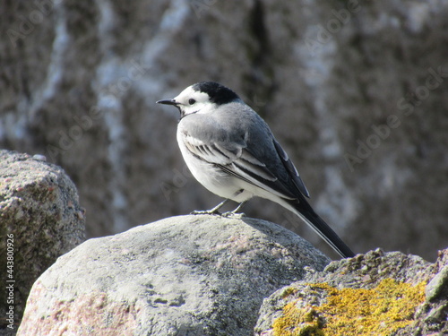 Wagtail standing on a rock looking back.