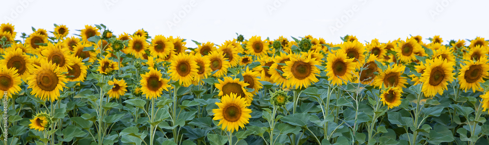 Border of sunflowers isolated on white background.
