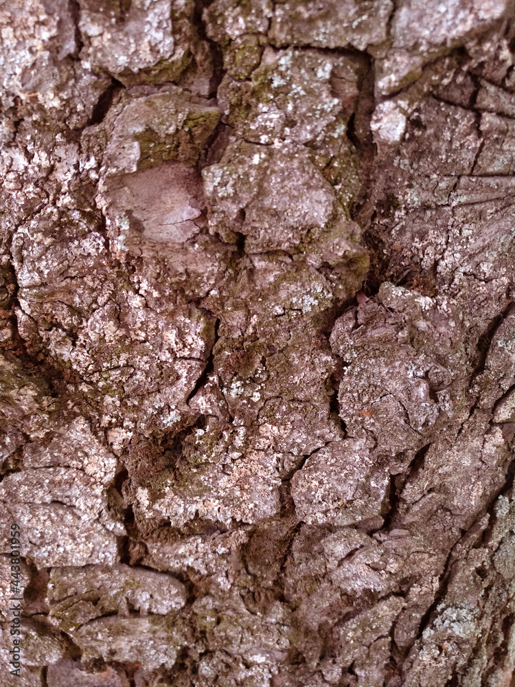 Textured tree bark, natural rough background