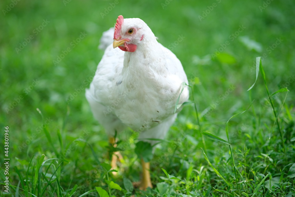 White chicken on a green background. The bird grazes on the grass. Raising chickens at home White chicken on a green background. The bird grazes on the grass. Raising chickens at home