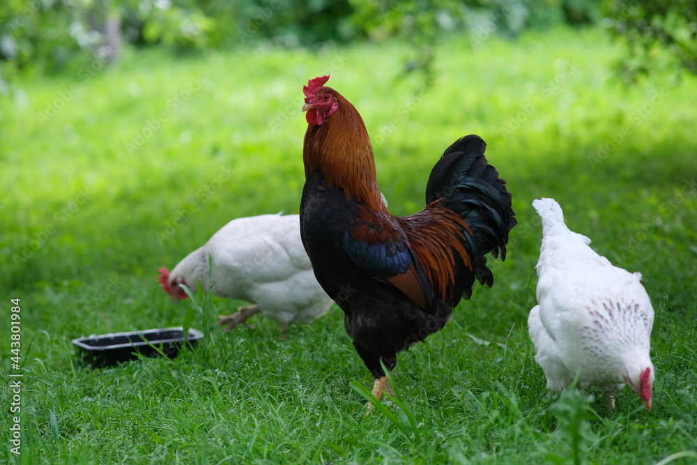 Fototapeta premium Chickens on a background of green grass. A bird is grazing in the yard. Homemade poultry farm for a walk. Bird feeder in the garden.