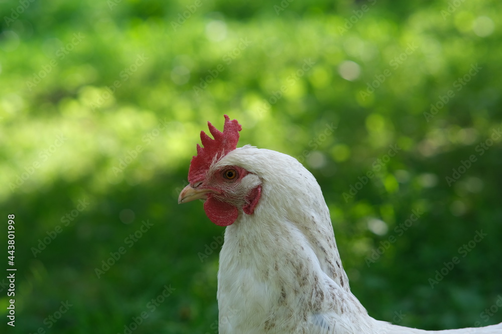 White chicken on a green background. The bird grazes on the grass. Raising chickens at home