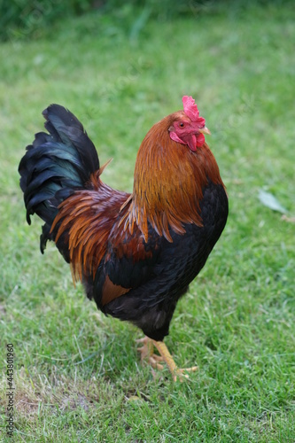 Rooster in the yard. Poultry on a green background. The male is alone on the grass. Breeding chickens. © sanchopancho