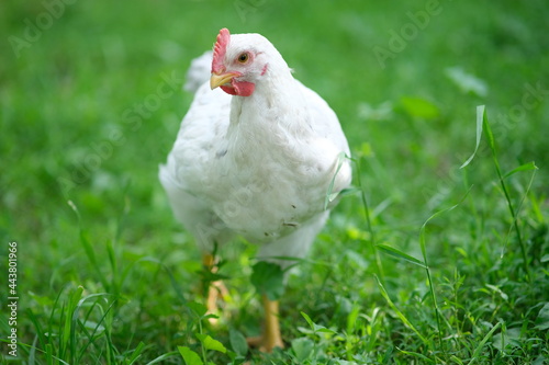 White chicken on a green background. The bird grazes on the grass. Raising chickens at home