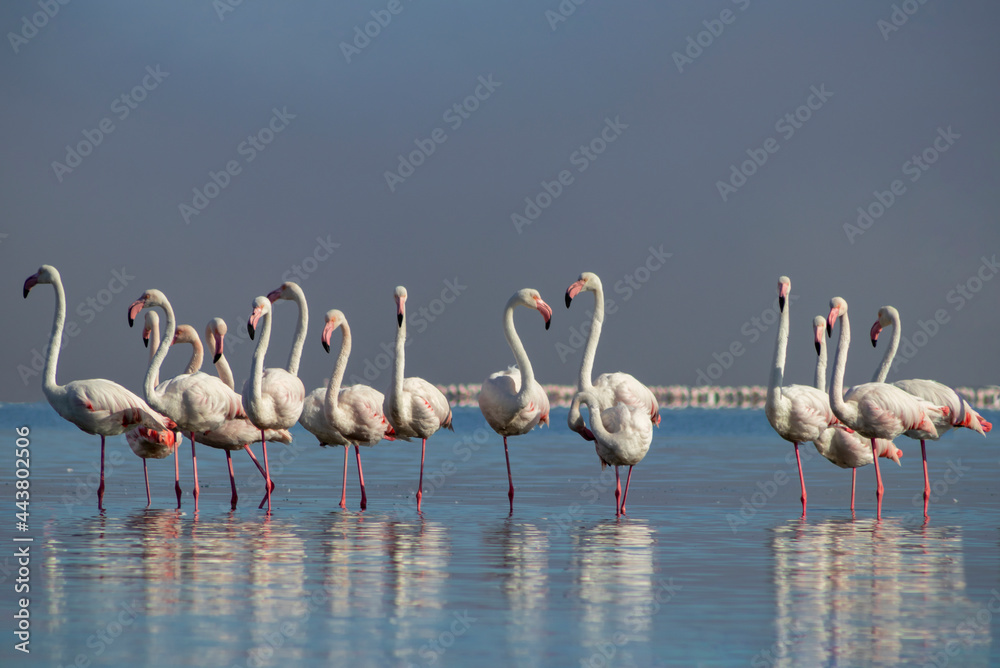 Fototapeta premium Wild african life. Group birds of pink african flamingos walking around the blue lagoon on a sunny day