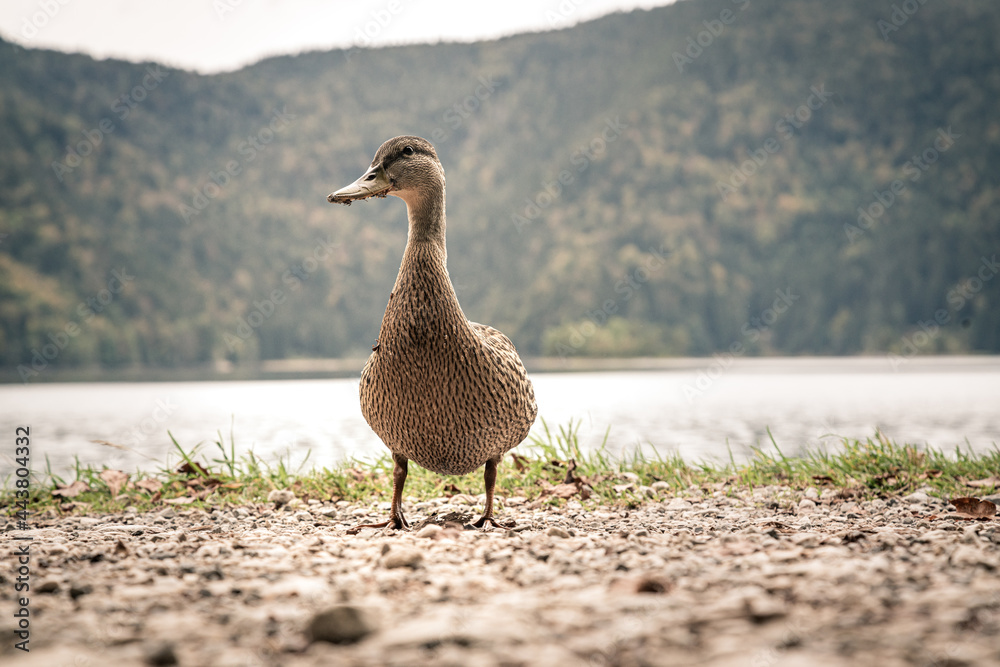 Fototapeta premium Ente am Eibsee
