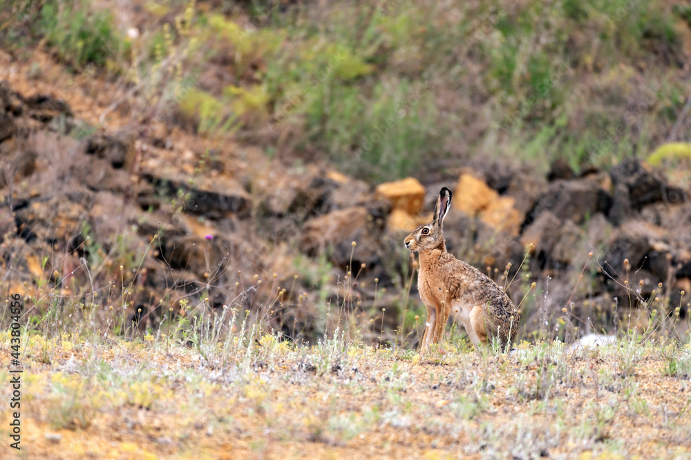 The European hare is sitting in the grass. Lepus europaeus The European hare is sitting in the grass. Lepus europaeus