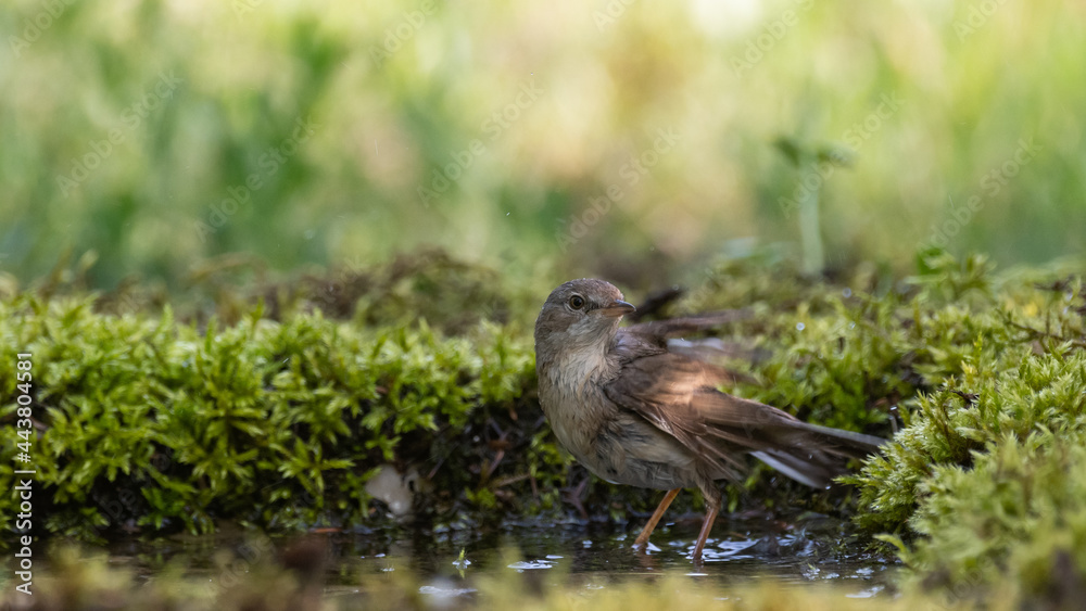 Whitethroat Sylvia communis in the wild nature, standing in the water Whitethroat Sylvia communis in the wild nature, standing in the water